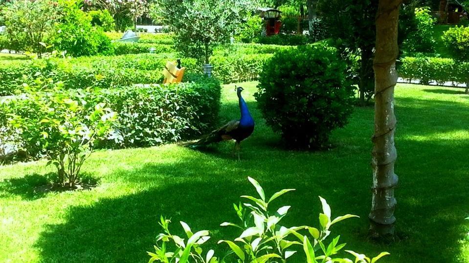 Divjaka Resort