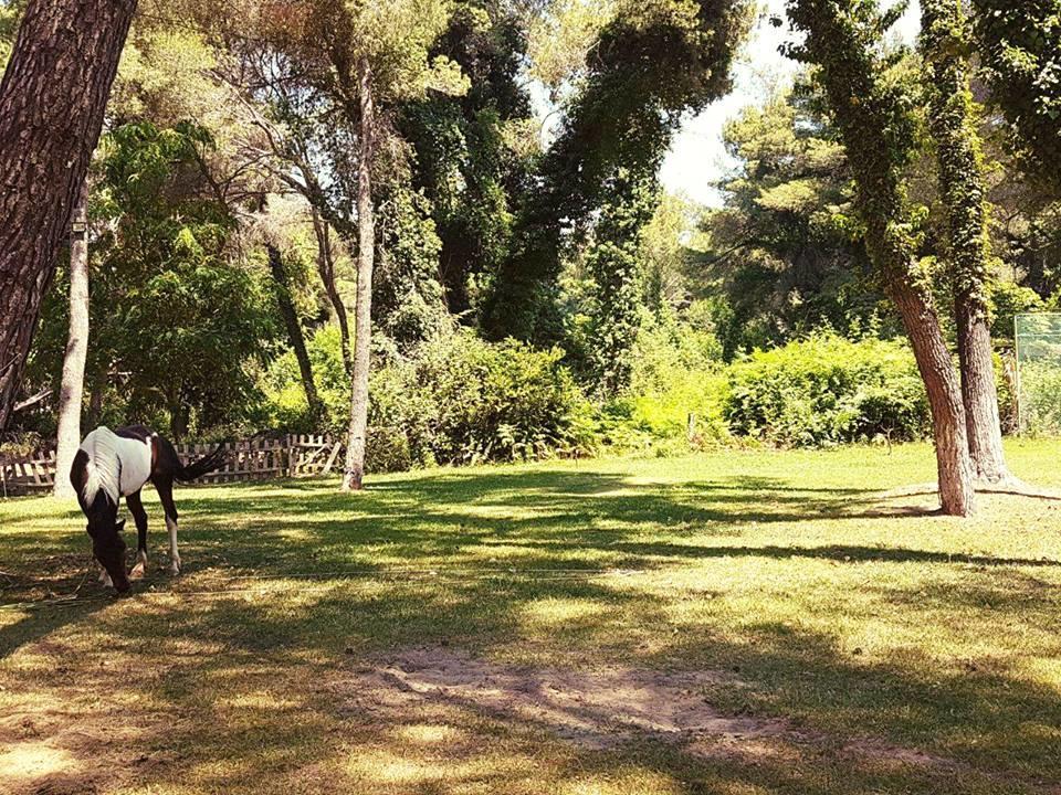 Divjaka Resort Resort